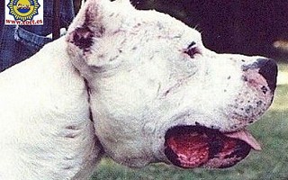 Dogo Argentino 3
